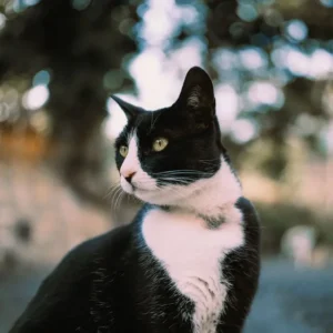 Alimento Húmedo para Gatos