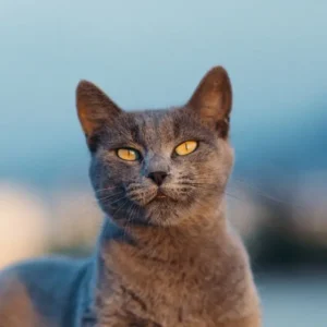 Alimento Senior para Gatos