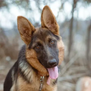 Alimento para Perros 25 kg