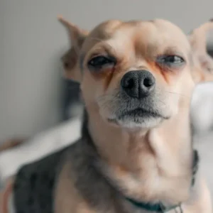 Alimento para Perros Adultos