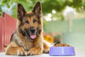Alimento Senior para Perros