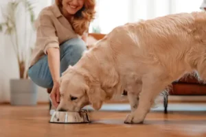 Alimento para Perros
