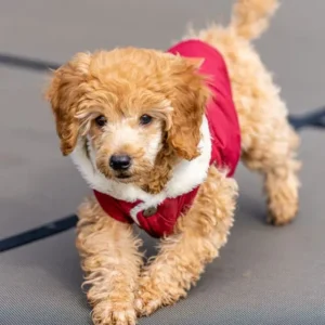 Alimento para Perros Cachorros