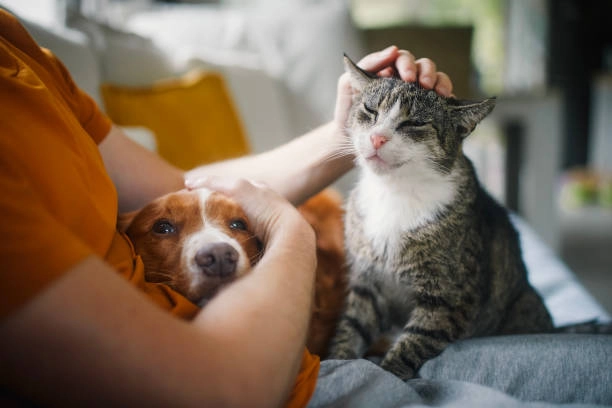 Distribuidora de Alimentos para Mascotas por Mayor