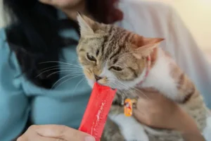 Snacks para Gatos