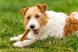 Snacks para Perros