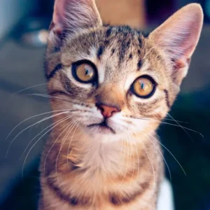Alimento para Gatos