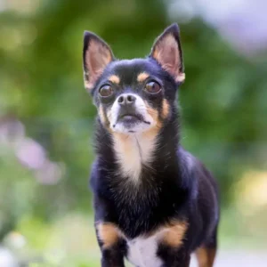 Alimento Húmedo para Perros