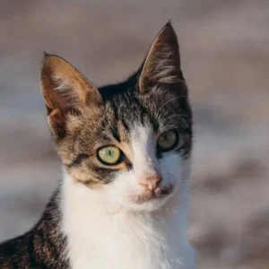 Alimento para Gatitos (Gatos Bebé)